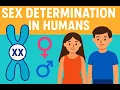 Download Lagu How is Sex Determined in Humans? | XX vs XY Chromosomes | Embryology | Meiosis | Sex Determination