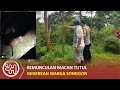 Download Lagu KEMUNCULAN MACAN TUTUL GEGERKAN WARGA SONGGON