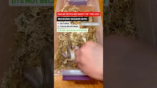Does Getting Bitten By A Ball Python HURT