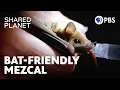 The Bats Saving Mexico s Mezcal Industry Shared Planet