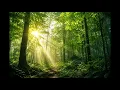 PHOTOSYNTHESIS LEAVES CHLOROPLAST PHOTOSYNTHESIS EQUATION FULL EXPLAIN