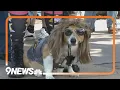 Tour de Corgi takes place in Fort Collins