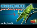 belalang kecek untuk masteran durasi panjang - audio jernih