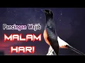 Download Lagu PANCINGAN MURAI BATU GACOR MALAM HARI, SEKALI DENGAR AMPUH BIKIN MURAI EMOSI BONGKAR ISIAN GANAS