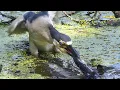 Download Lagu BLACK-CROWNED NIGHT HERON EATS EEL-LIKE SALAMANDER