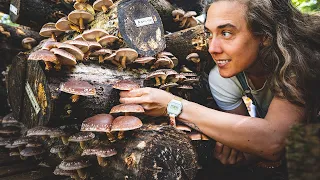 Growing Shiitake Mushrooms From Start to Finish – 557 Days!