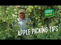 Apple Picking Tips
