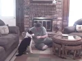 Tale of Mo 7 Dog training tips Border Collie Rescue