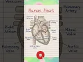 Human Heart Diagram Explained in Simple Way Biology Shorts