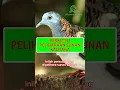 Download Lagu Inilah Wujud Asli Perkutut Yang Dipelihara Sunan Kalijaga #shorts #singkirsengkolo #sunankalijaga