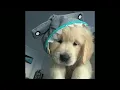 animals - maroon 5 (sped up/nightcore)
