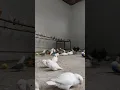 Download Lagu White parrot 🦭🦜❣️ #love #birds #lovebirds #shortvideo #اكسبلور #viralvideo #viralshorts #shorts #fyp