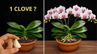 i put garlic in my orchid pot and this happened 