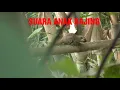 Download Lagu Suara anak bajing memanggil