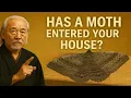 The Spiritual Meaning of Moths - A Message of Transformation and Renewal Ancestral Wisdom
