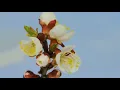 Download Lagu 30 min Deep Relaxing Krishna Flute Music - Calming, Sleep, Meditation Music, Spa yoga , Study