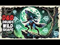 The Wild Shape Guide Every D D Druid Needs in 2025
