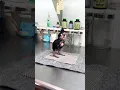 Download Lagu Baby palm cockatoo growth time lapse! What a glow up! 🤩🥰 #birds #animals #shorts