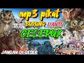 suara pikat burung hantu celepuk,langsung nyambar