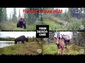 My Best trail cam s of June 2023
