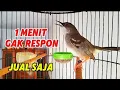 Download Lagu Ciblek gacor manggil ciblek lain agar cepat bunyi dan gacor