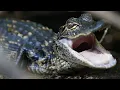 Baby Alligator calls for hunting