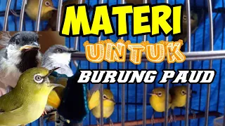 masteran pleci sogon gelatik materi nembak bren ciblek panjang masteran cigun ngebren panjang