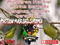 Download Lagu MASTERAN 2023 PALING DI CARI || TEMBAKAN SEPEED RAPET MEWAH KORLAP BETINA  #brishasf