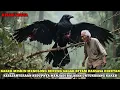 Download Lagu VIRAL!!KAKEK MISKIN MENOLONG BURUNG GAGAK HITAM DIHUTAN,KESEJAHTERAAN HIDUPNYA MENJADI BALASANNYA