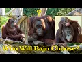 Download Lagu The Heart of Orangutan Baju: Between Love and Family!#orangutans#funnyanimals#funnyvideo