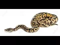 Basic Snake game in python using pygame