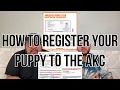 How to register a puppy to the AKC American kennel club