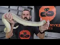 BALL PYTHON SPOTLIGHT - STERLESS