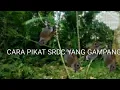 Download Lagu cara mikat srdc jantan paling gampang 99,9999% dapat
