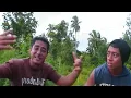 Download Lagu Le Nifoloa (Official Music Video) Samoan Lover
