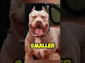 Download Lagu Dogs that can't save you against presa canario #presacanario #facts #petshub #dogbreed #dog #foryou