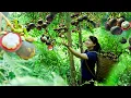 Download Lagu How to harvest Mangosteen, sell them at the market and cook them | Tieu Vy Free Bushcraft