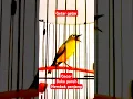 Download Lagu Suara burung pleci nembak panjang gacor sampai getar-getar #plecigacornembak #plecibukparedan