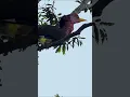 Download Lagu PANGGILAN BURUNG TERTAWA - Burung Rangkong Gading #shorts #short