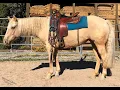 Savvy-7 year old AQHA Mare sold