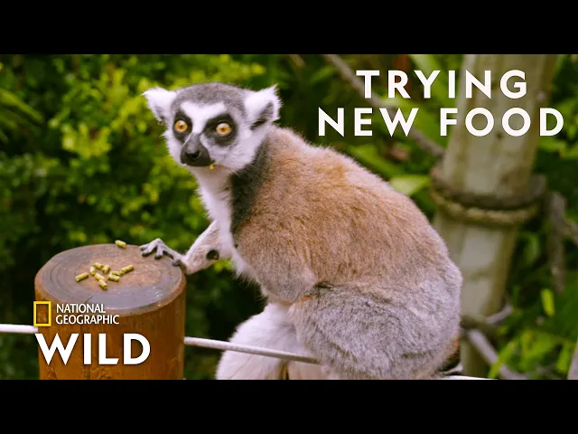 Lemurs Try New Food | Secrets of the Zoo: Down Under