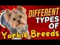 Different Types of Yorkie Breeds