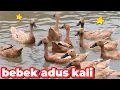 Download Lagu BEBEK ADUS KALI AYAH , BEBEK BERENANG APA , DUCKS SWIMMING IN TUB , LAGU BEBEK ADUS KALI