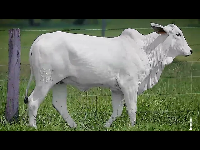 Novilha Nelore OCT - 384