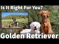Golden Retriever - Is It Right For You