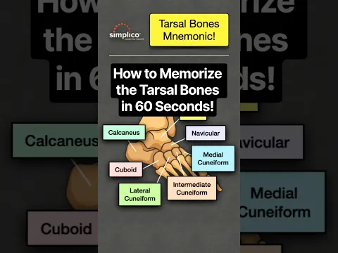 🧠 How to Memorize the Tarsal Bones in 60 Seconds! [MNEMONIC] #anatomy