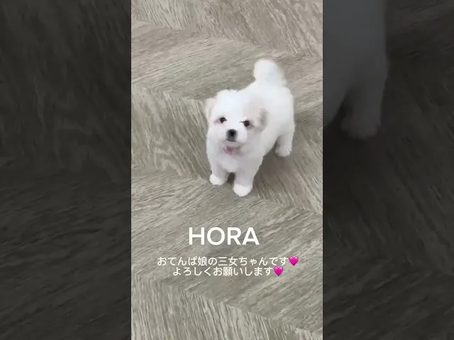 動画