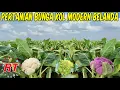 Download Lagu PERTANIAN BUNGA KOL MODERN BELANDA | PROSES PERTANIAN KEMBANG KOL