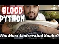 Blood Python Care Guide Are They The Most Underrated Snakes