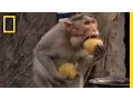 Monkey Thieves Raid People s Homes National Geographic